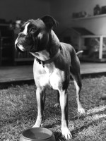 The boxer.
